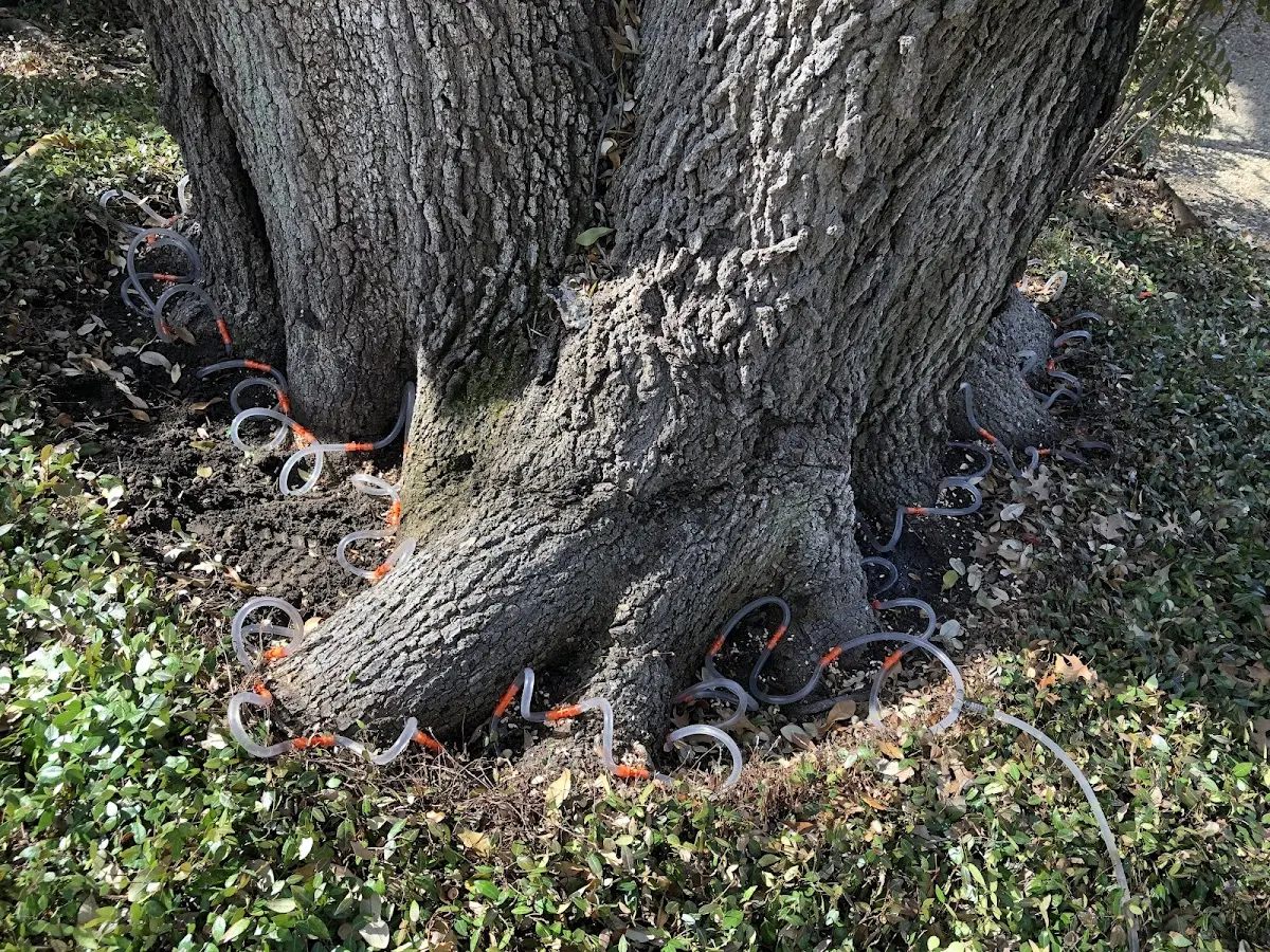 Detailed Tree Cabling and Bracing job site in Tower